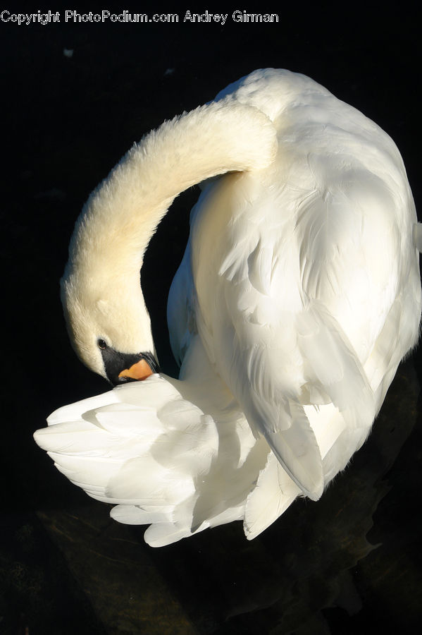 Bird, Swan, Waterfowl, Beak, Duck, Teal