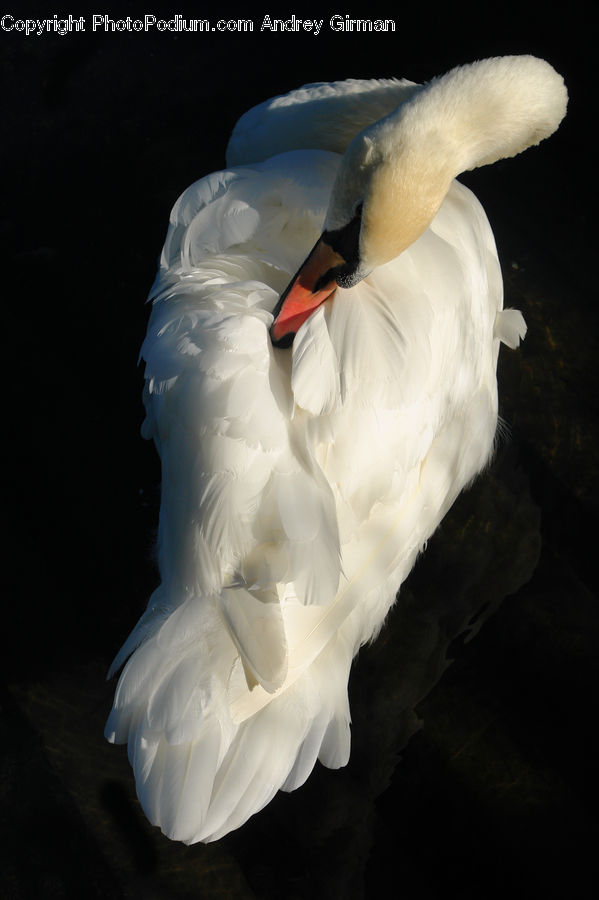 Beak, Bird, Duck, Teal, Waterfowl, Swan