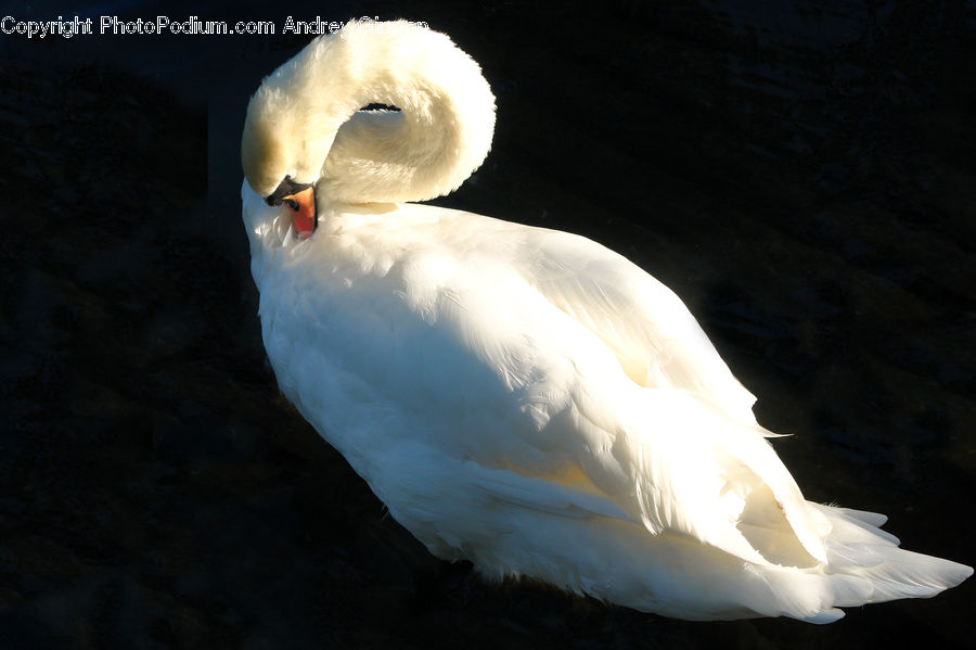 Bird, Swan, Waterfowl, Beak, Duck, Teal, Goose