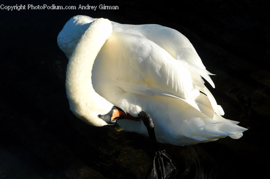 Bird, Swan, Waterfowl, Beak, Duck, Teal