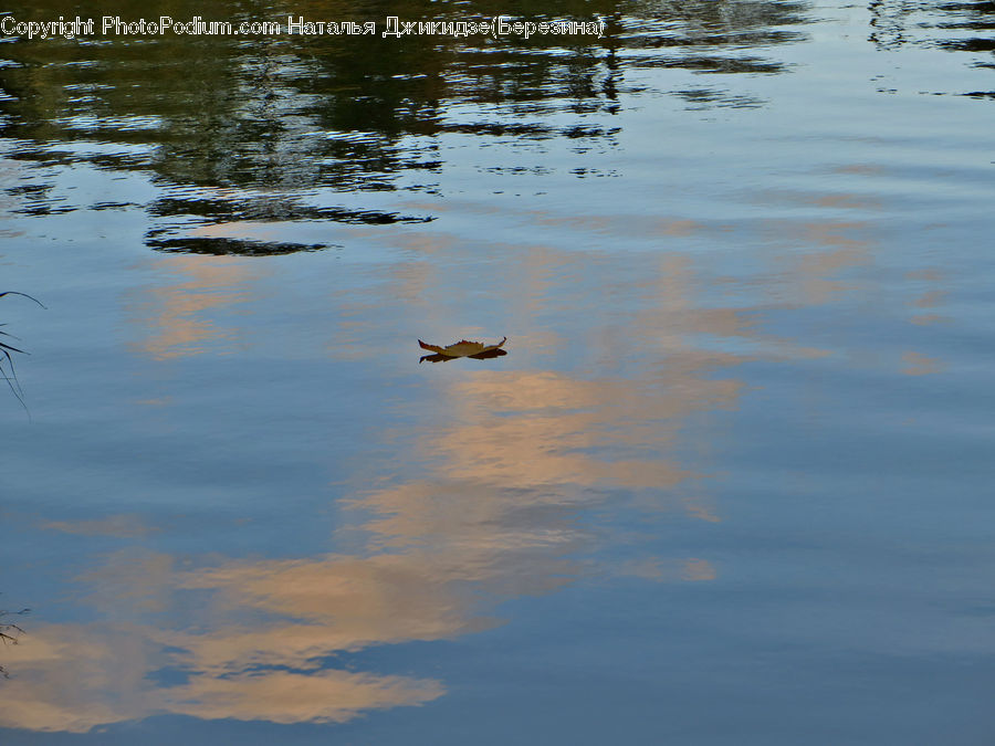 Outdoors, Ripple, Water, Land, Marsh, Pond, Swamp