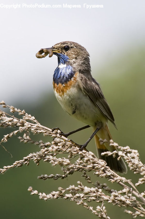 Bird, Swallow, Robin, Head, Portrait, Blue Jay, Bluebird