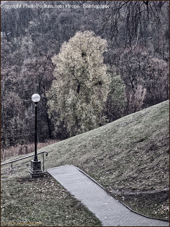 Path, Trail, Road, Plant, Tree, Asphalt, Tarmac