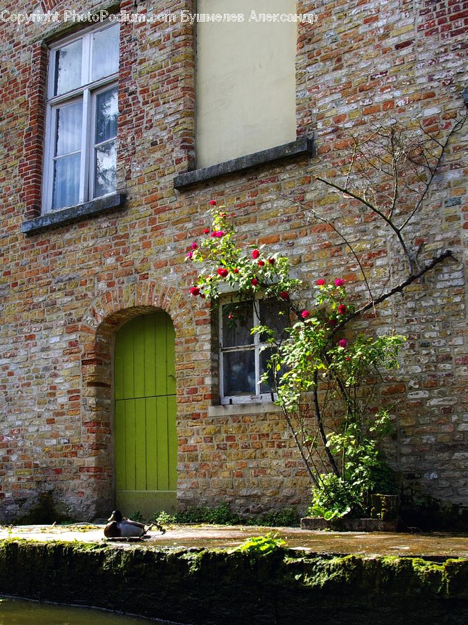 Brick, Ivy, Plant, Vine, Building, Cottage, Housing