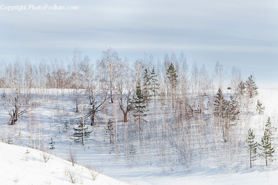 Landscape, Nature, Scenery, Birch, Field, Grass, Grassland