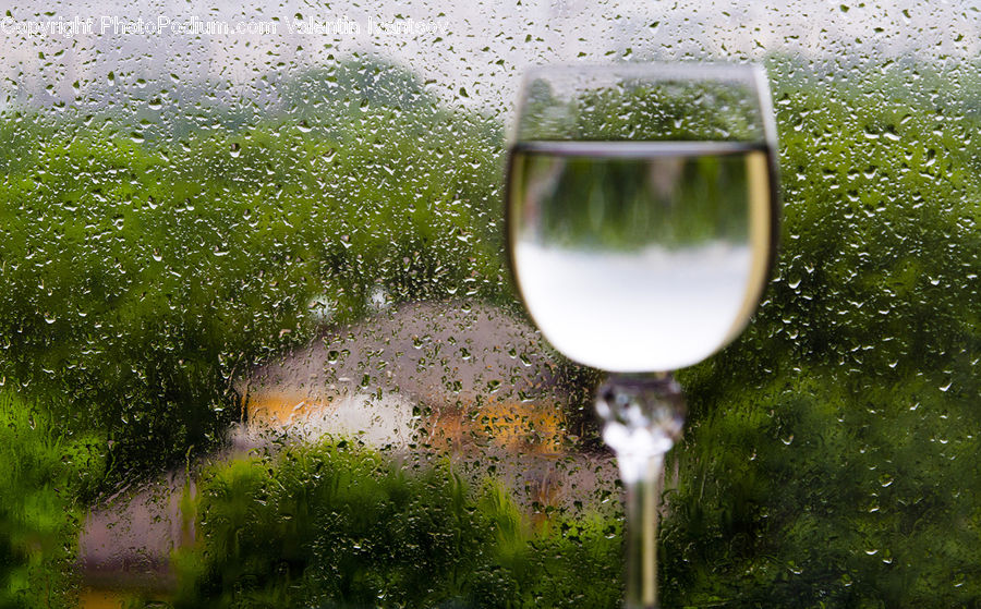 Beverage, Glass, Wine, Wine Glass, Goblet, Moss, Plant