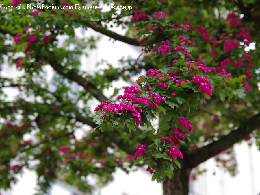 Blossom, Flora, Flower, Geranium, Plant, Patio, Pergola
