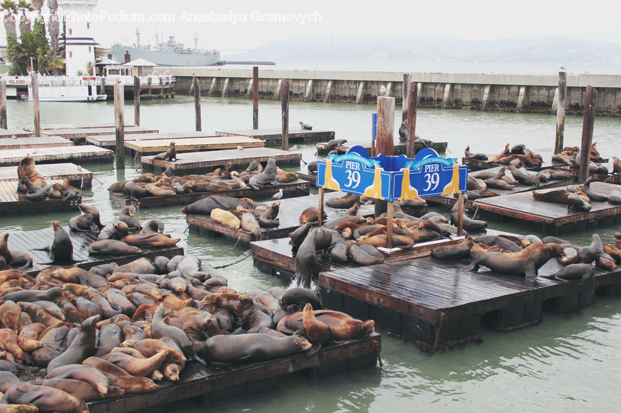 Animal, Mammal, Sea Life, Sea Lion, Seal, Coast, Outdoors