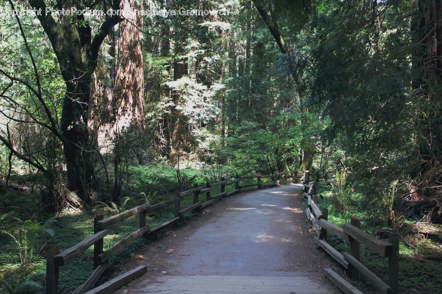 Forest, Jungle, Rainforest, Vegetation, Path, Road, Walkway