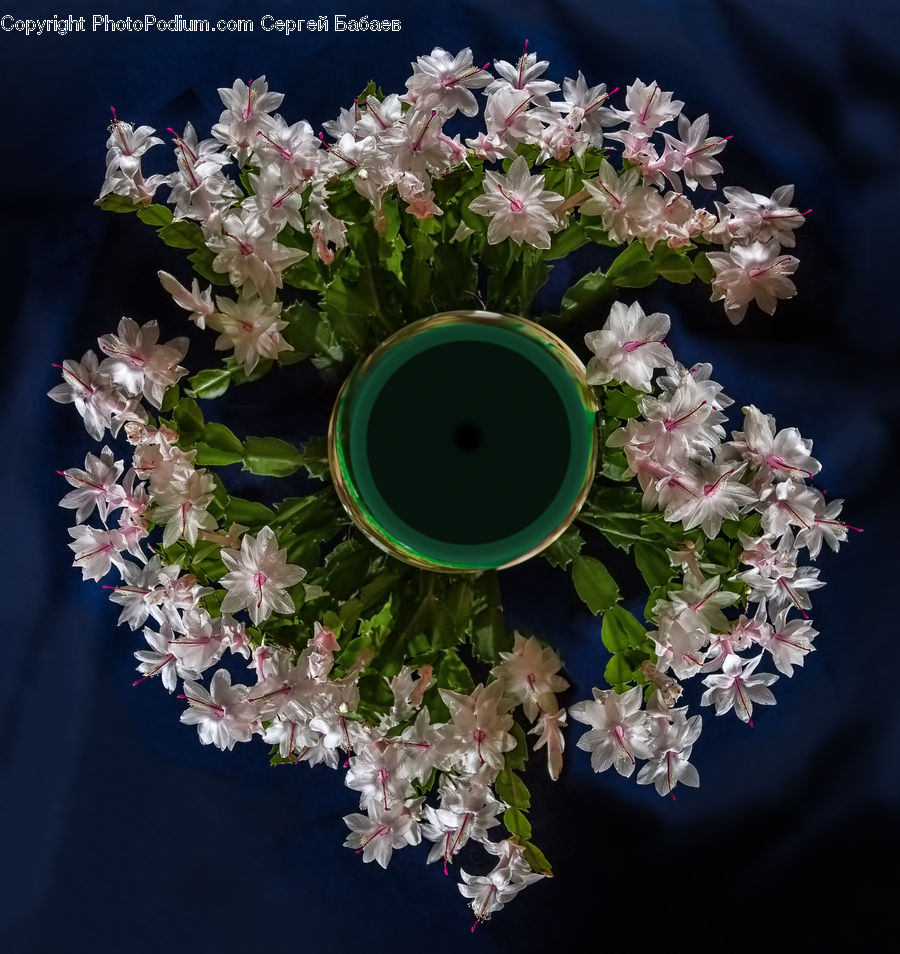 Blossom, Flora, Flower, Plant, Pot, Pottery, Potted Plant
