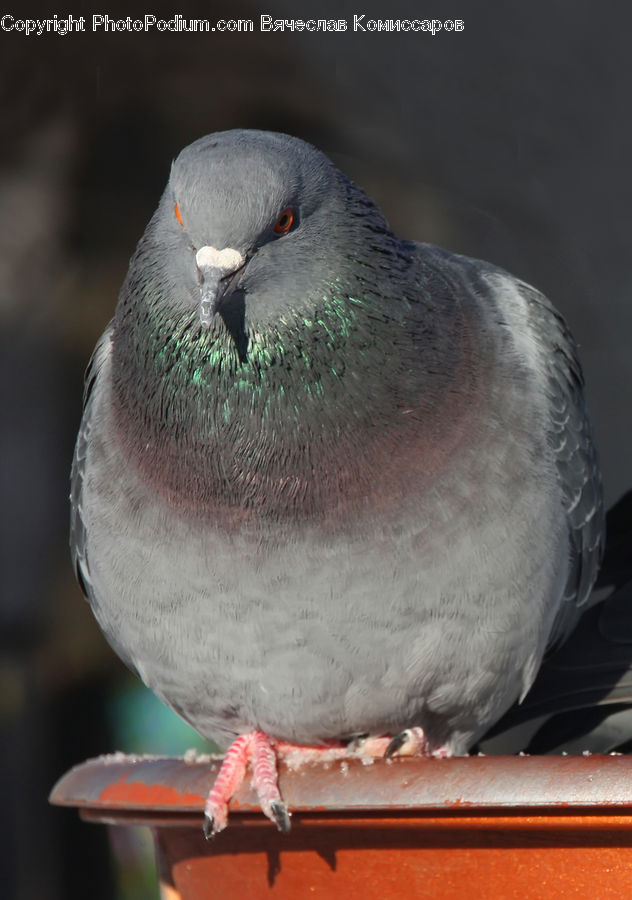 Bird, Pigeon, Dove