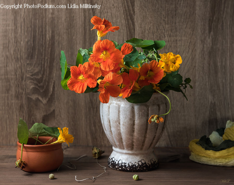 Plant, Potted Plant, Blossom, Flora, Flower, Geranium, Pot