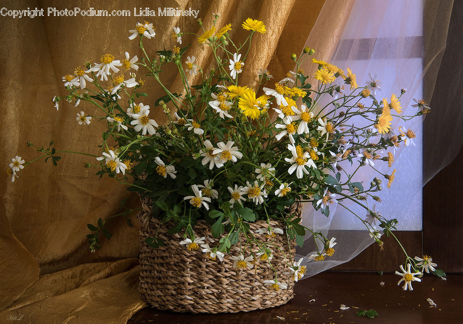 Plant, Potted Plant, Floral Design, Flower, Flower Arrangement, Flower Bouquet, Ikebana