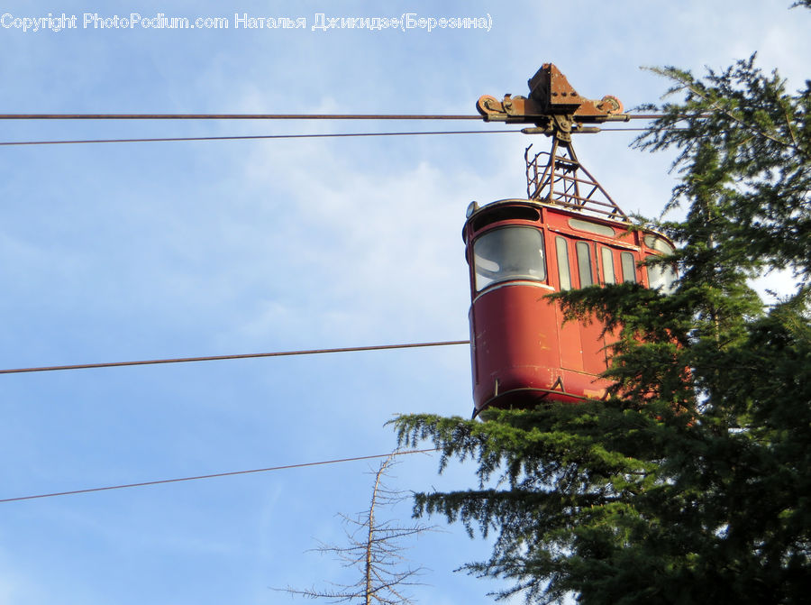 Conifer, Fir, Plant, Tree, Train, Vehicle, Pine