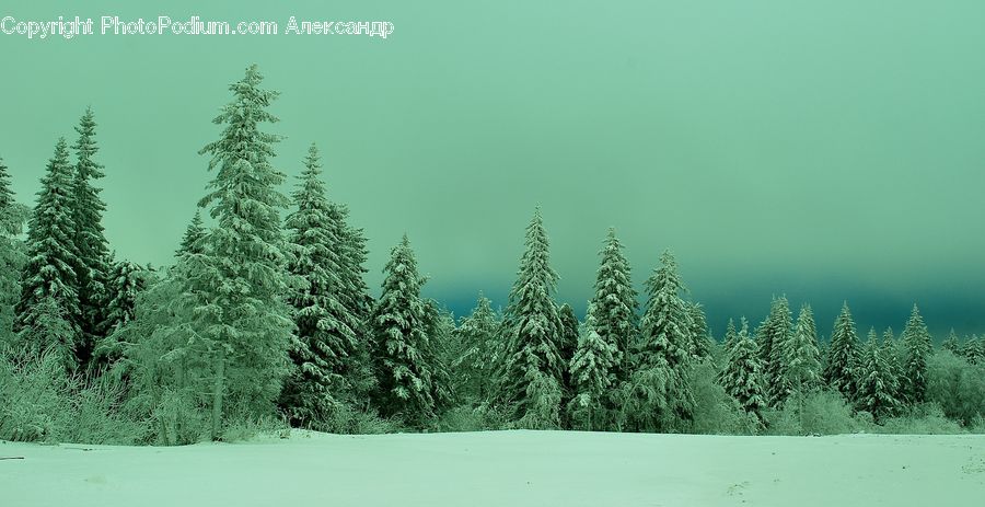 Conifer, Fir, Plant, Tree, Pine, Spruce, Wood