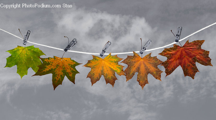 Maple, Maple Leaf, Plant, Tree, Wood, Leaf, Oak