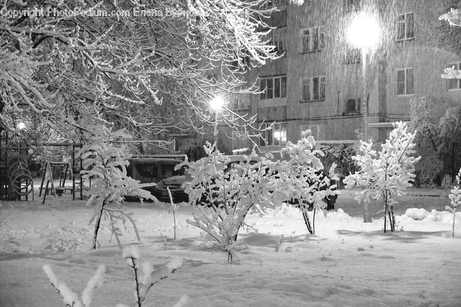 Ice, Outdoors, Snow, Plant, Tree, Oak, Sycamore