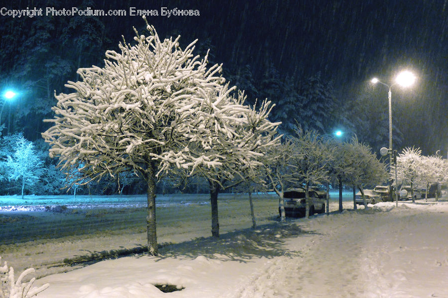 Blizzard, Outdoors, Snow, Weather, Winter, Conifer, Fir