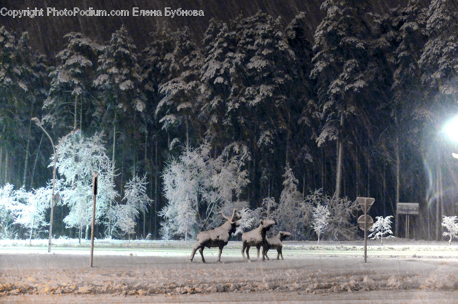 Animal, Canine, Coyote, Grey Fox, Mammal, Red Wolf, Countryside