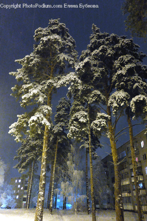 Palm Tree, Plant, Tree, Conifer, Fir, Building, Housing