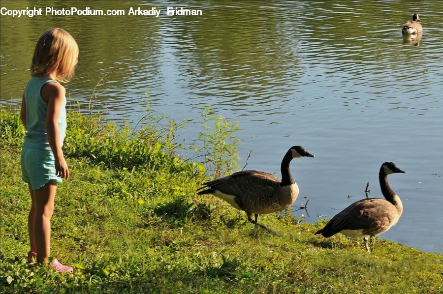 People, Person, Human, Bird, Goose, Waterfowl, Blonde