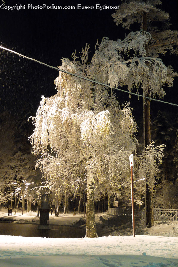 Frost, Ice, Outdoors, Snow, Blossom, Cherry Blossom, Flower