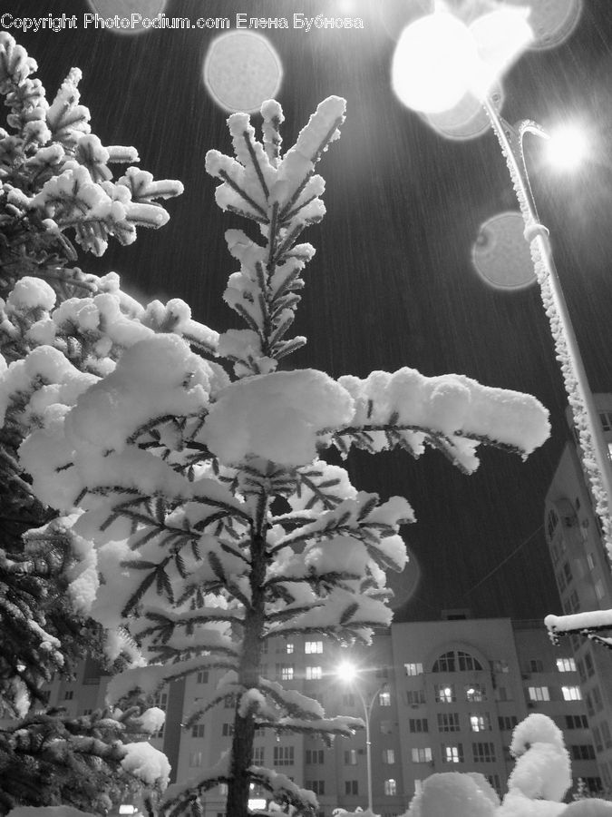 Ice, Outdoors, Snow, Conifer, Fir, Plant, Tree