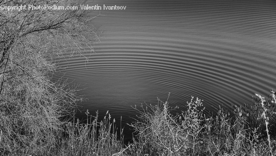 Bush, Plant, Vegetation, Grass, Reed, Outdoors, Ripple