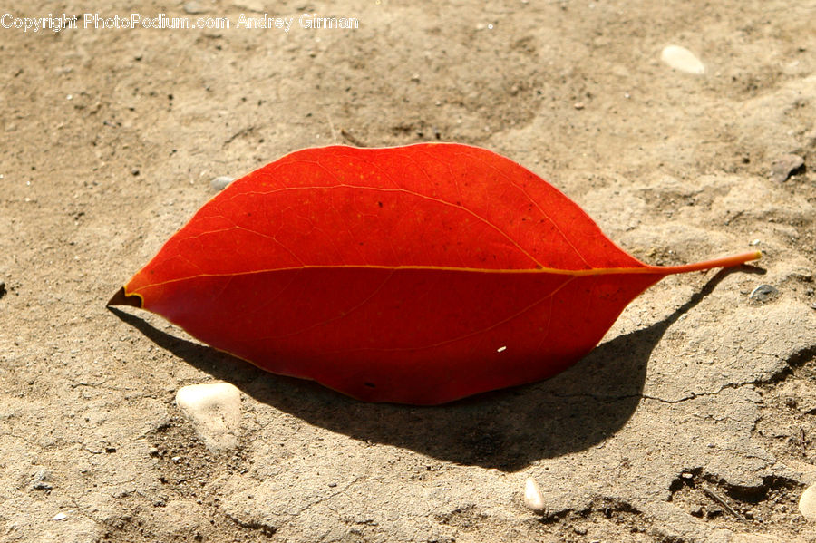 Leaf, Plant, Soil, Maple, Maple Leaf, Blossom, Crocus