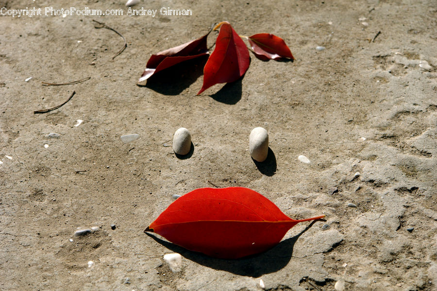 Outdoors, Sand, Soil, Asphalt, Tarmac, Ground, Blossom