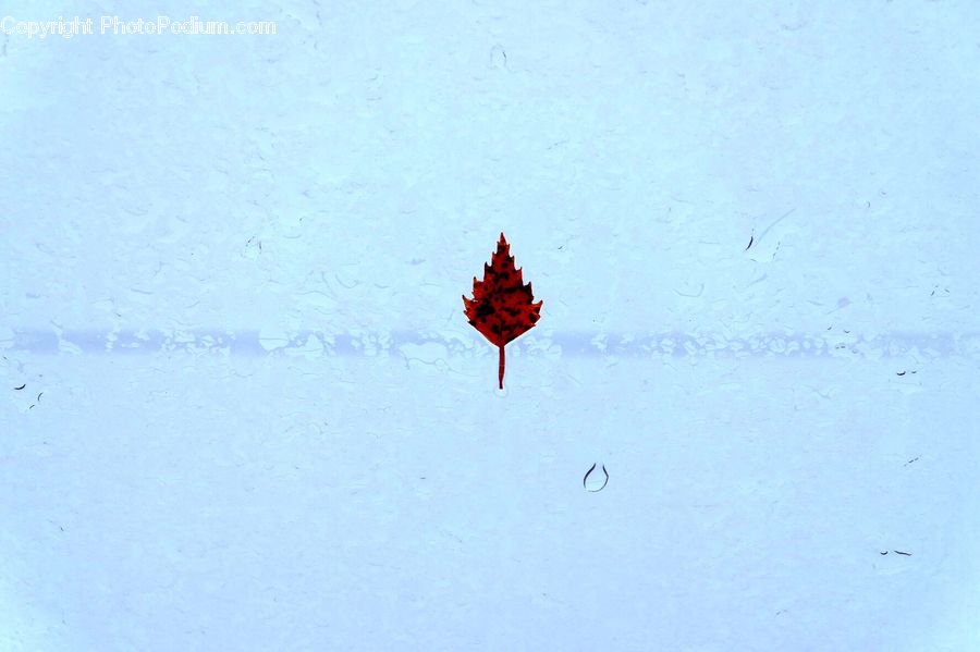 Maple, Maple Leaf, Plant, Leaf, Tree, Wood
