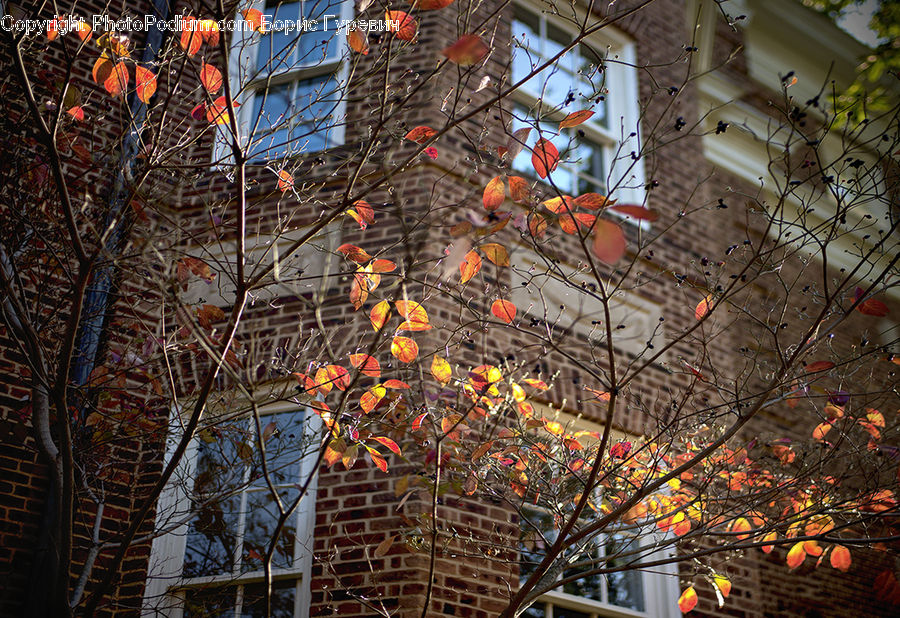 Fruit, Persimmon, Brick, Building, Housing, Bird, Sparrow
