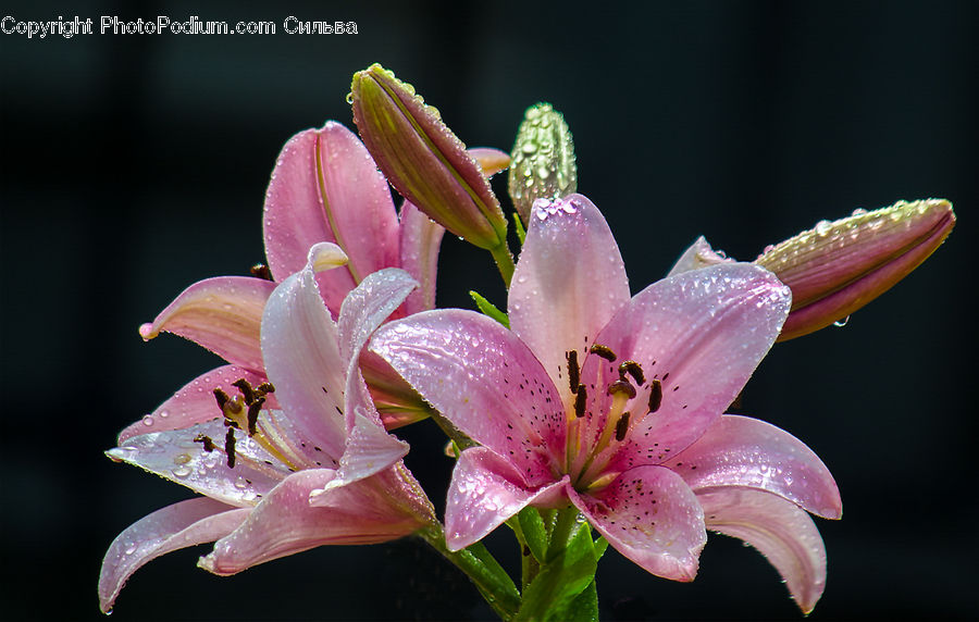 Blossom, Flora, Flower, Plant, Bud, Pollen, Foxglove