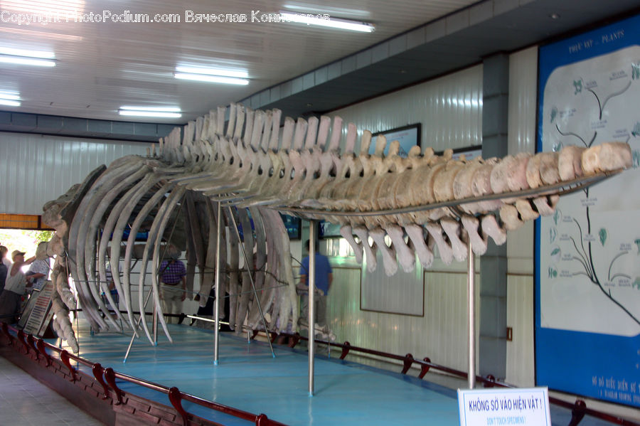 Skeleton, Dinosaur, Architecture, Convention Center