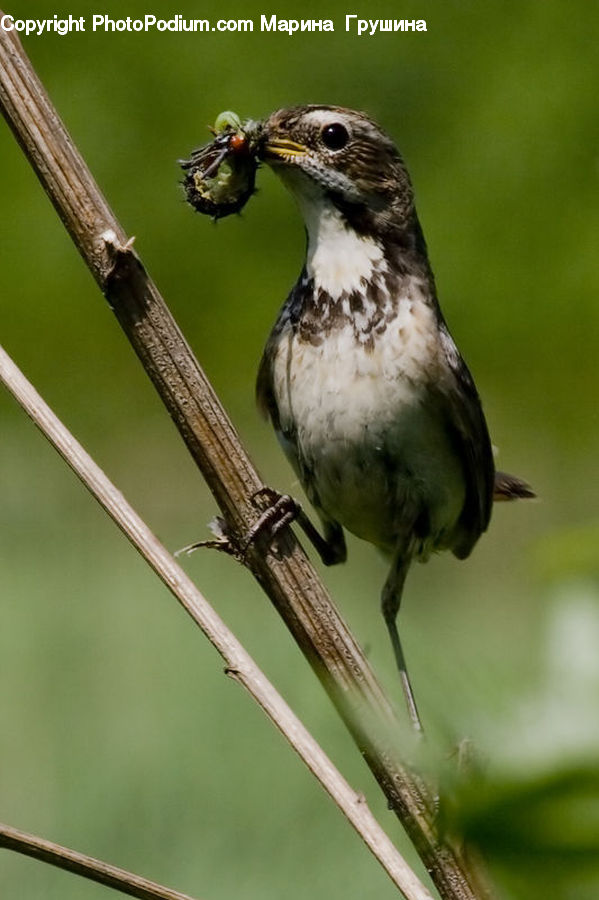 Bird, Sparrow, Beak, Swallow, Finch, Asilidae, Insect