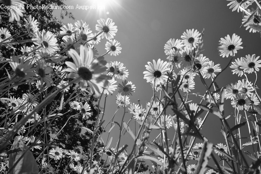 Aster, Blossom, Flower, Plant, Frost, Ice, Outdoors
