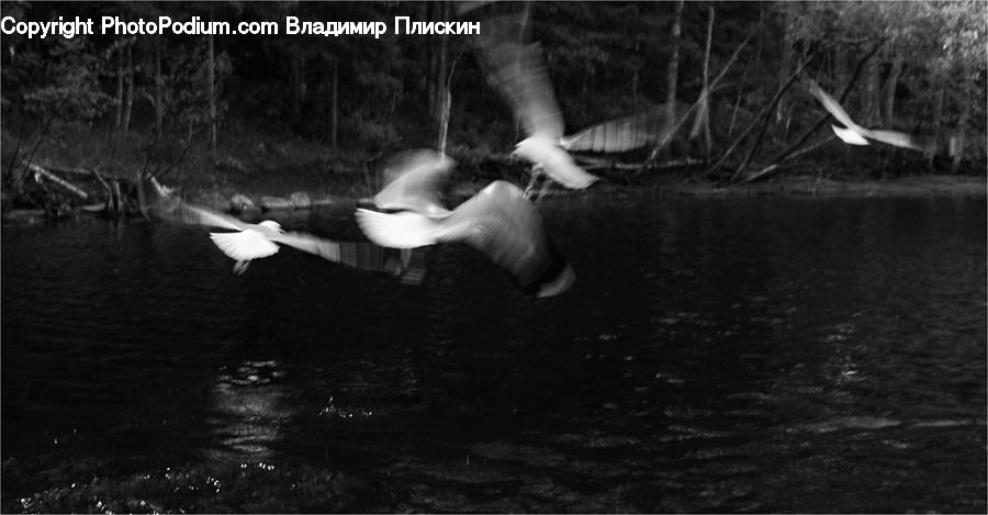 Bird, Stork, Seagull, Flamingo, Flock