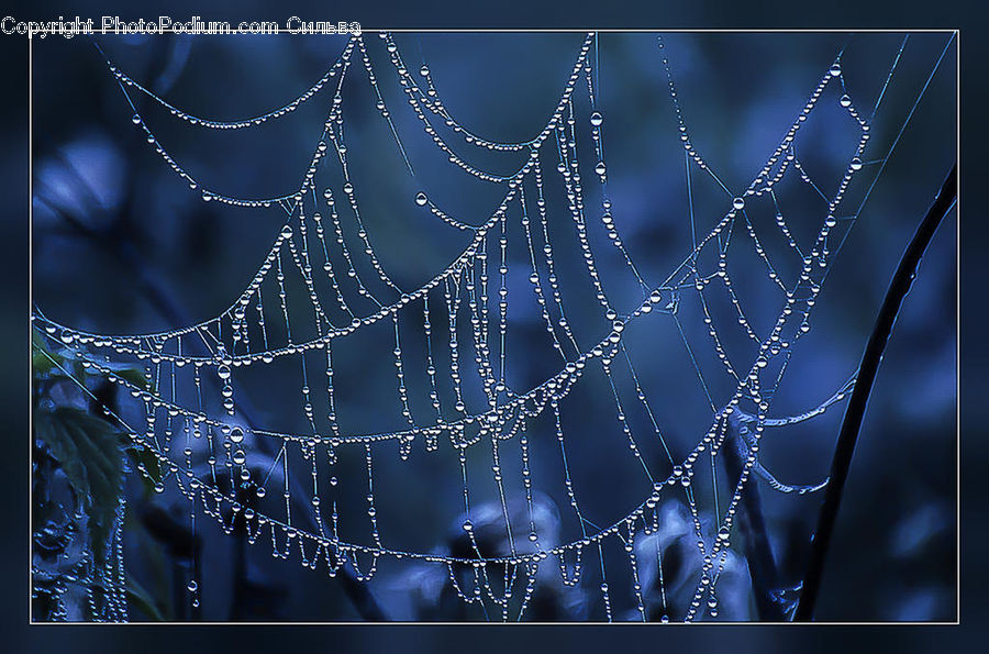 Arachnid, Garden Spider, Insect, Invertebrate, Spider, Field, Grass