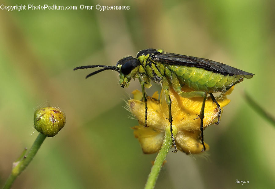 Insect, Invertebrate, Bud, Plant, Anisoptera, Dragonfly, Bee Eater