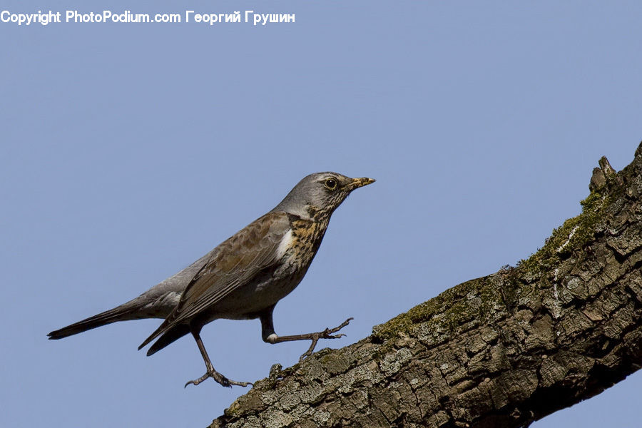Bird, Blackbird, Wren, Buzzard, Harrier, Hawk, Vulture