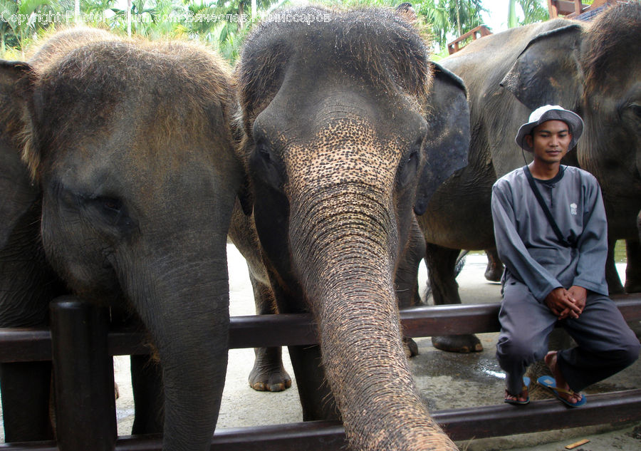 Animal, Elephant, Mammal, Human, People, Person, Couch