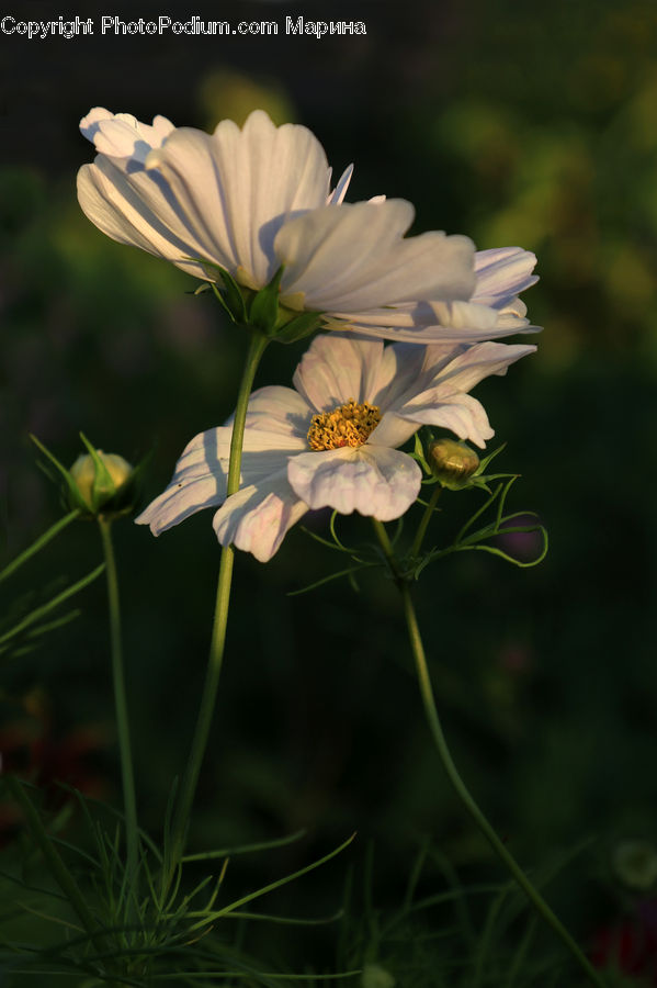 Daisies, Daisy, Flower, Plant, Blossom, Flora, Cosmos
