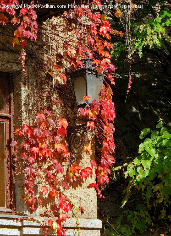 Ivy, Plant, Vine, Flower, Flower Arrangement, Flower Bouquet, Blossom