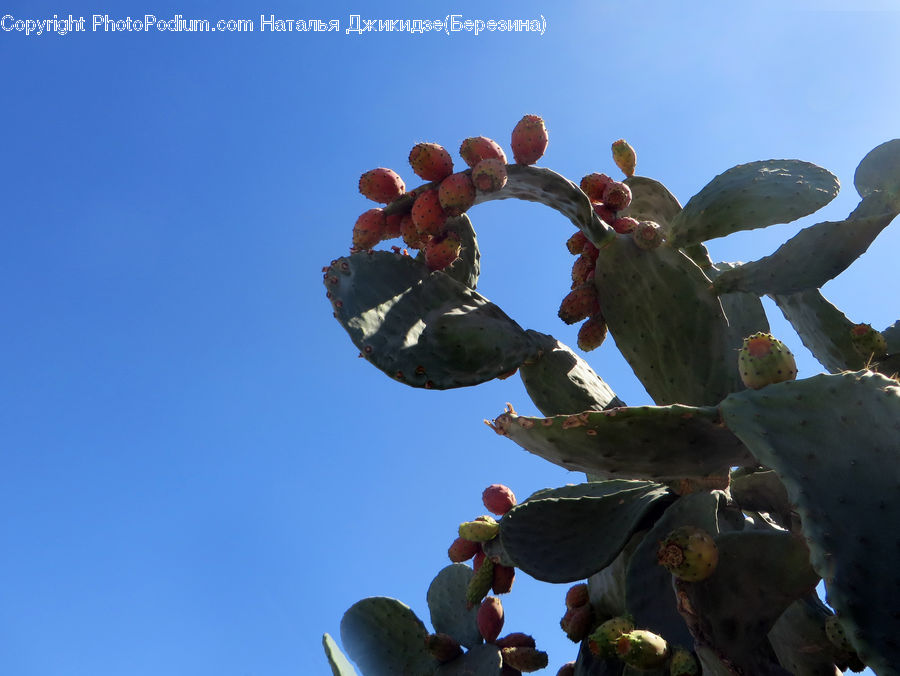 Fruit, Grapes, Cactus, Plant, Acanthaceae, Annonaceae, Pot