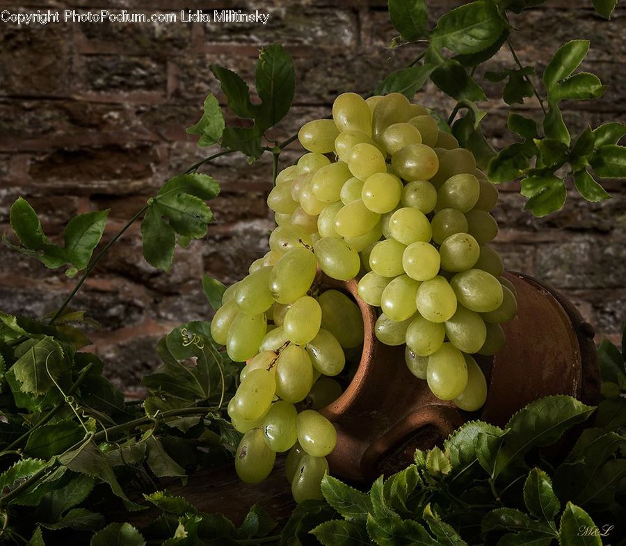 Fruit, Grapes, Plant, Potted Plant, Produce, Vegetable, Oak