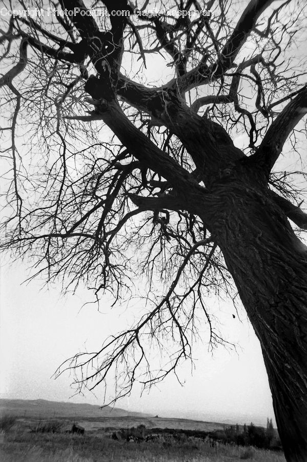 Plant, Tree, Oak, Wood