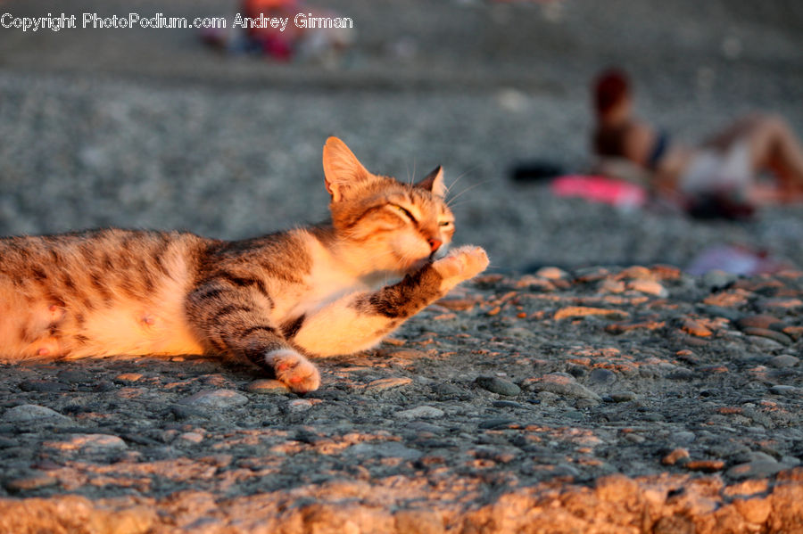 People, Person, Human, Abyssinian, Animal, Cat, Mammal