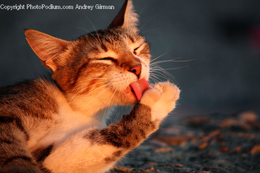 Animal, Pet, Abyssinian, Cat, Mammal, Face