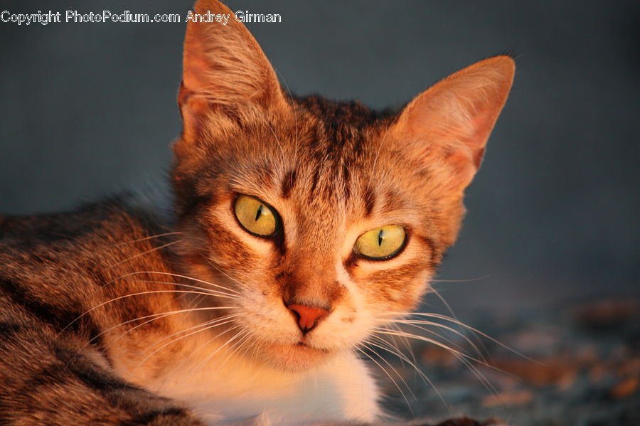 Animal, Pet, Abyssinian, Cat, Mammal, Manx