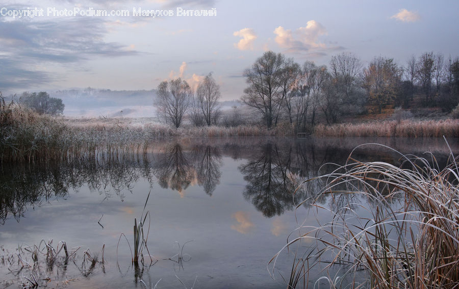 Land, Marsh, Outdoors, Swamp, Water, Field, Grass